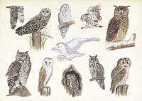 Owls