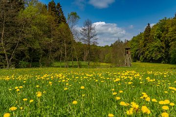 Frühlingswiese in der Rhön von Holger Spieker
