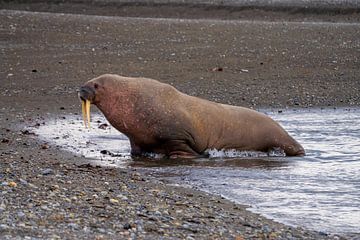 Walrus sur Merijn Loch