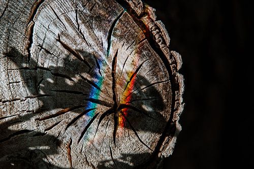 Structure d'un tronc