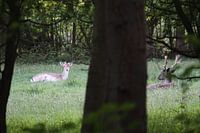 Herten in Oostkapelle