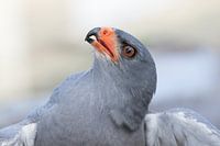 Close-up van een havik uit Zuid Afrika