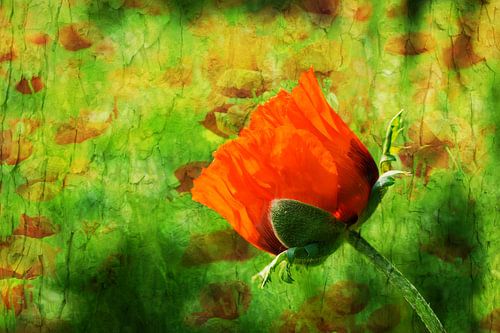 Mohnblüte als Blickfang