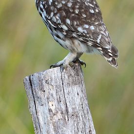 Hibou en pierre sur Wim Frank