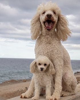 Caniche grand et petit