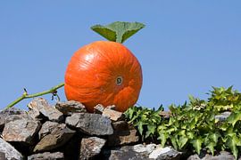 Pompoen op muur von Wybrich Warns