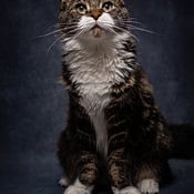 Studio Artwa Profile picture