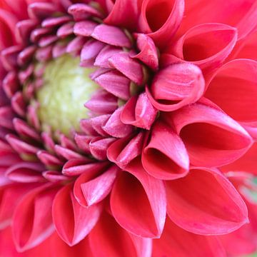 Roze dahlia van Evelien IJpelaar