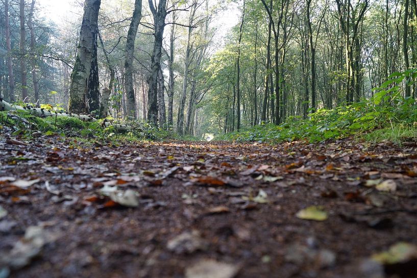 forest path by Mark Koolen