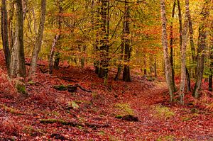 Herbstlicher Wald von Gea Gaetani d'Aragona