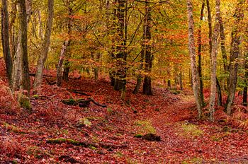 Herbstlicher Wald