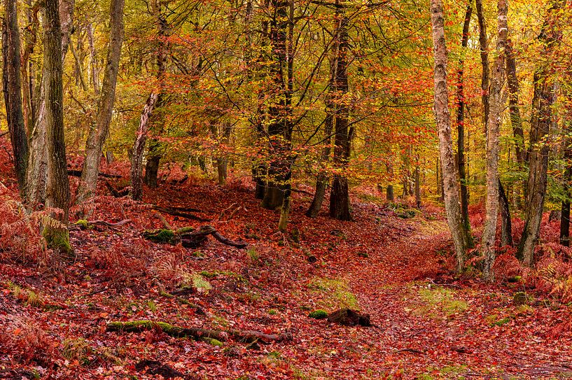 Forêt d'automne par Gea Gaetani d'Aragona