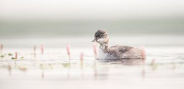 Black-necked grebes young