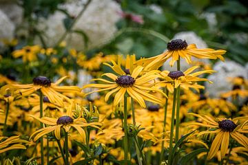 Feld mit gelben Blüten von Elbertsen Fotografie