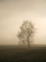 November Sun