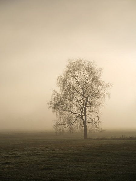 November Sun by Lena Weisbek