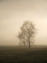 November Sun by Lena Weisbek thumbnail