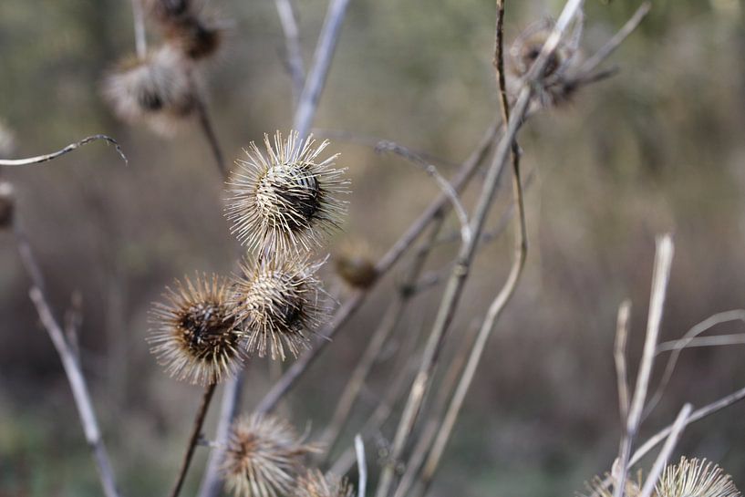 decemberbolletjes par jessica beek