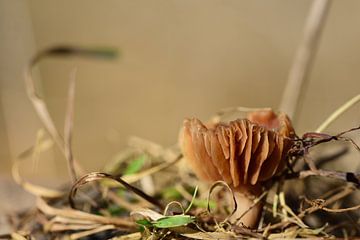 Kleine paddenstoel met lamellen buiten