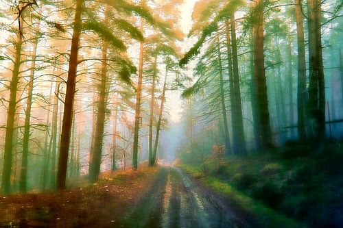 Forêt scandinave