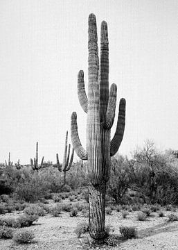 Arizona Cactus - Zwart & Wit van Gal Design
