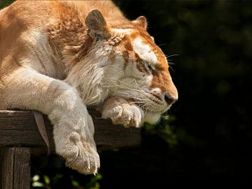 Bengaalse tijger heerlijk aan het slapen van Michar Peppenster