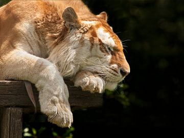 Bengal tiger sleeping wonderfully