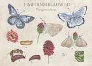 Pimpernell-Blau von Jasper de Ruiter Miniaturansicht