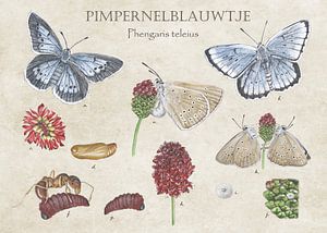 Pimpernell-Blau