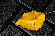LIGHT! Yellow autumn leaf on grey bricks by images4nature by Eckart Mayer Photography thumbnail