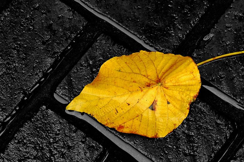 LIGHT! Yellow autumn leaf on grey bricks by images4nature by Eckart Mayer Photography