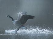 Canada Goose by Maurice Cobben thumbnail