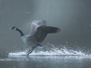Canada Goose by Maurice Cobben