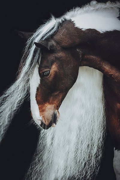 Portrait Fine art horse long mane by Shirley van Lieshout