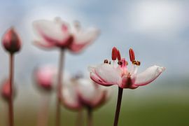 Schwanenblume von Peter Beks