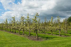 Kirschgarten