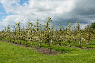 Cherry orchard by Elles Rijsdijk