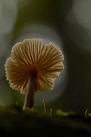 Paddenstoel kikvorsperspectief met bokeh sur Sascha van Dam