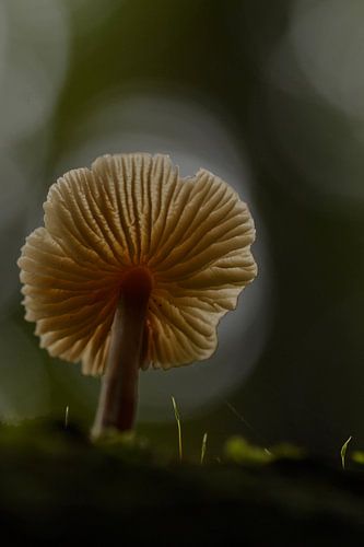 Paddenstoel kikvorsperspectief met bokeh