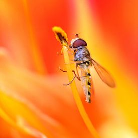 Lilie mit Schwebfliege, Insekt von Violetta Honkisz
