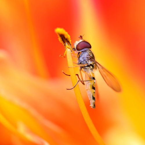 Lily with a hoverfly, insect by Violetta Honkisz