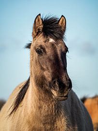 Portrait of a wild Konik horse by Kayleigh Heppener