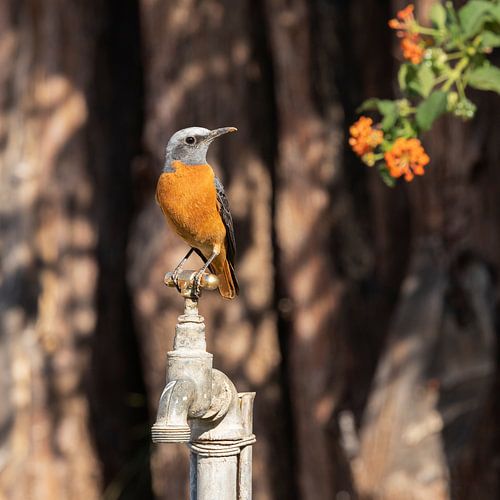 Short-toed rock thrush on a crane - African bird by Carmen de Bruijn