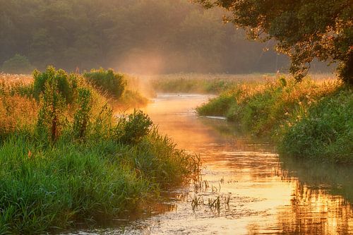 Oranje boven in de Nederlandse natuur