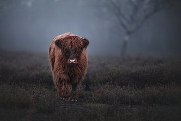 Schotse hooglander kalf | moody | scottish highland cattle | portrait | fotobehang van Laura Dijkslag