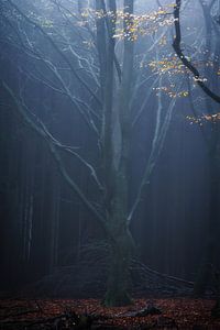 Photographie de la forêt "Lumière de la lune de l'ouest