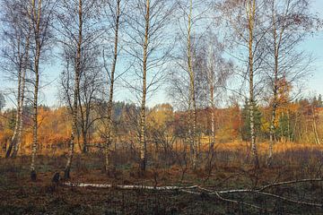 Birch trees on the banks of the Schwackenreuter lakes near Mühlingen