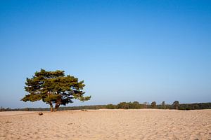 Soesterduinen boompje van Ramon Bovenlander