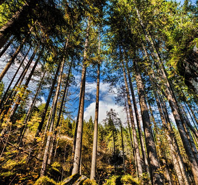 Kijkend door het bos van Photo Art Thomas Klee