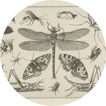 Insects, Jacob Hoefnagel, na Joris Hoefnagel